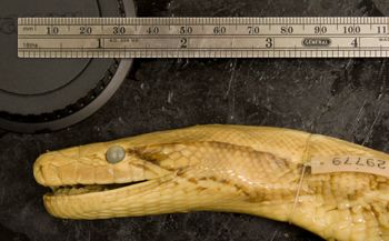 Media type: image;   Herpetology R-29779 Aspect: head lateral